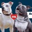 pitbull vs american bully differences