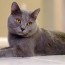 chartreux cat breed characteristics