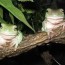 how to care for your white s tree frog