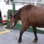 mackinac says goodbye to its horses for