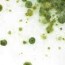 green mold identification removal and
