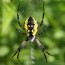 45 common spiders found in the united