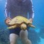 green sea turtle rescue