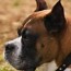 boxer dog ear cropping price age