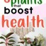 feng shui plants for good health 8