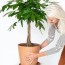 the 8 best feng shui plants for the