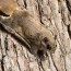 nj homeowner s guide to flying squirrels