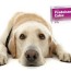 prednisone for dogs dosage and side