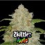zkittlez auto cans strain week by