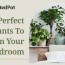bedroom plants how to purify your air