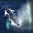 spray catching drones test whale stress
