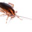 pest control for roaches
