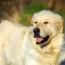 facts about great pyrenees