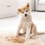 how to clean dog vomit from carpet