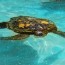 honu turtle habitat sea life park hawaii