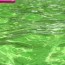 why is my pool water green rps