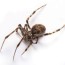 get rid of basement spiders green