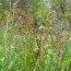 sheep sorrel pictures flowers leaves