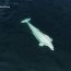 beluga whale captured by drone off