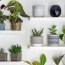 best and worst feng shui plants for