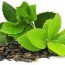 green tea extract nutrient
