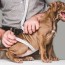 how to measure your dog for a harness