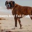 boxer tail docking facts our opinion