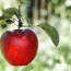 red apple for weight loss