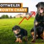 rottweiler growth chart from puppy to