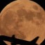 total lunar eclipse check out the