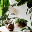 the best indoor plants for creating