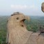 world s largest bird statue captured