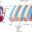 functions of basement membranes